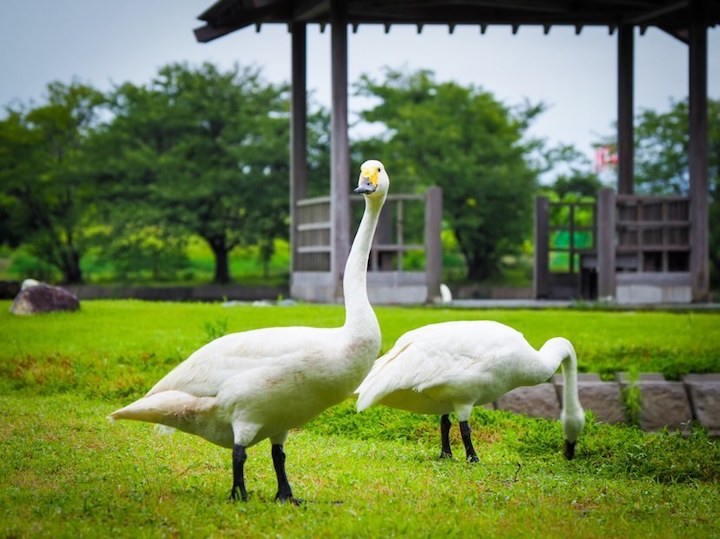 大池公園